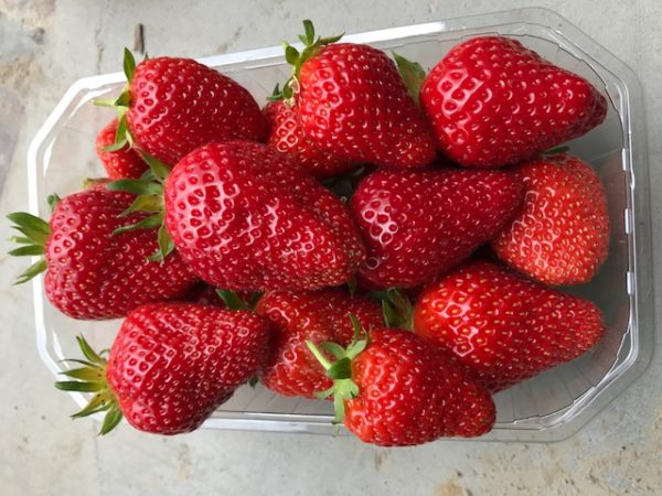 Fraise Cirafine – Image 2