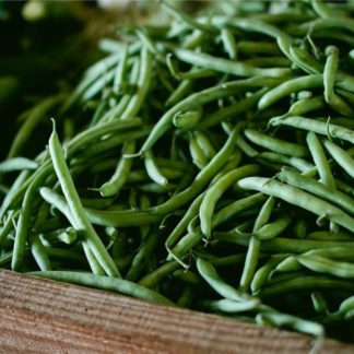 Haricots verts cueillis à la main