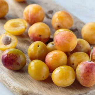 Mirabelle IGP française en barquette de 500 grs